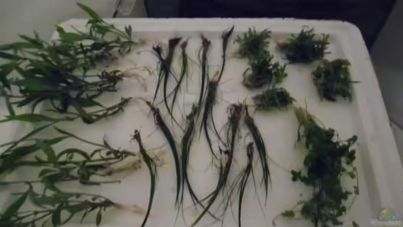 Pflanzen im Aquarium Das Kleine (Nur noch als Beispiel) von Ruppinho (25)