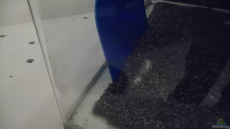 Pflanzen im Aquarium Das Kleine (Nur noch als Beispiel) von Ruppinho (27)