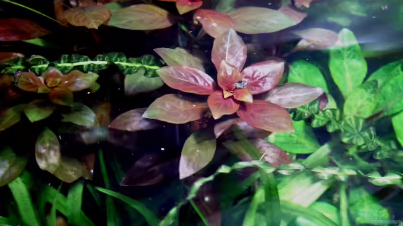 Pflanzen im Aquarium Das Kleinere von Plankton (5)