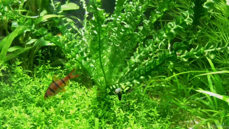 Pflanzen im Aquarium Das Kleinere von Plankton (6)