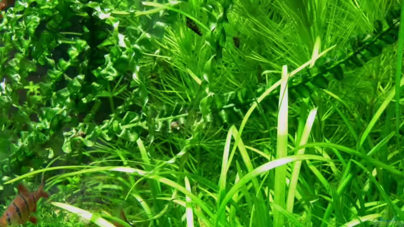 Pflanzen im Aquarium Das Kleinere von Plankton (7)