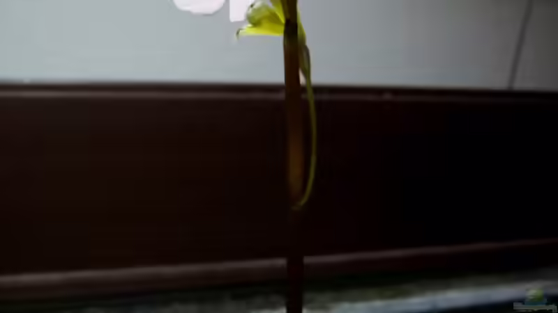 Pflanzen im Aquarium Das Kleinere von Plankton (8)