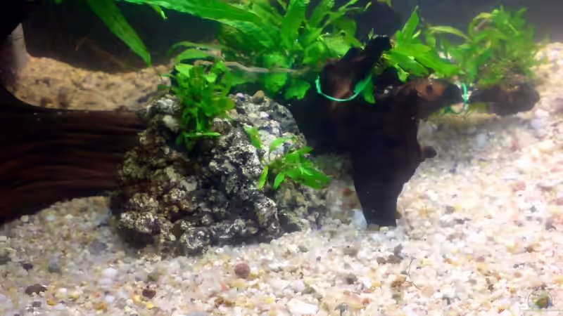 Pflanzen im Aquarium Das Südostasienbecken von timme (12)