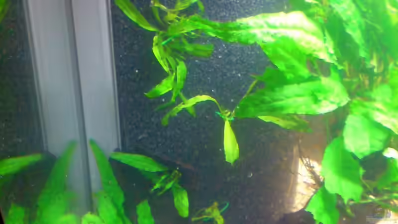 Pflanzen im Aquarium Das Südostasienbecken von timme (13)