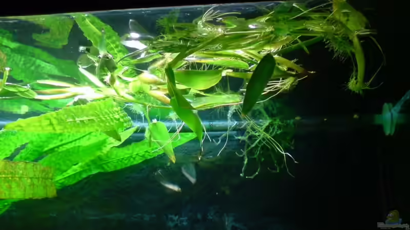 Pflanzen im Aquarium Das Südostasienbecken von timme (14)