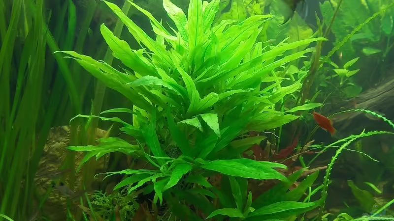 Pflanzen im Aquarium Das_Trigon von Der Siems (21)