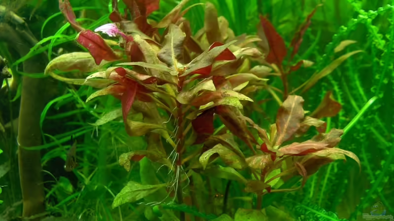 Pflanzen im Aquarium Das_Trigon von Der Siems (22)