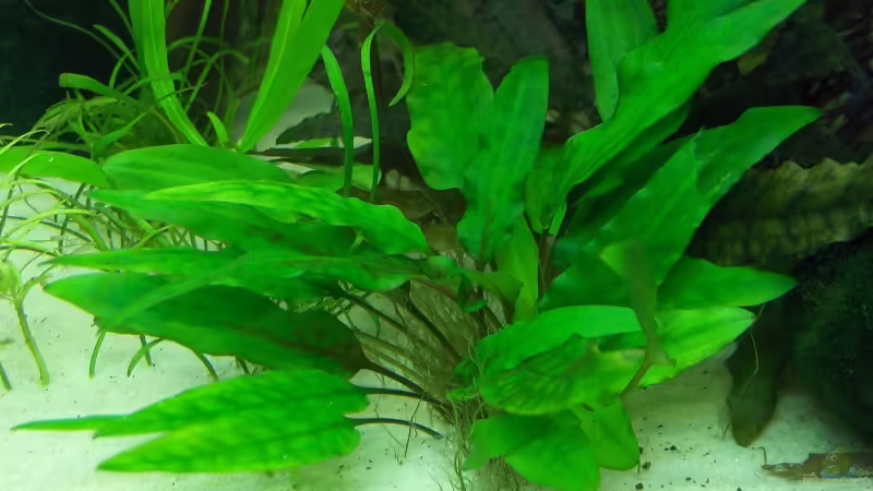 Pflanzen im Aquarium Das_Trigon von Der Siems (24)