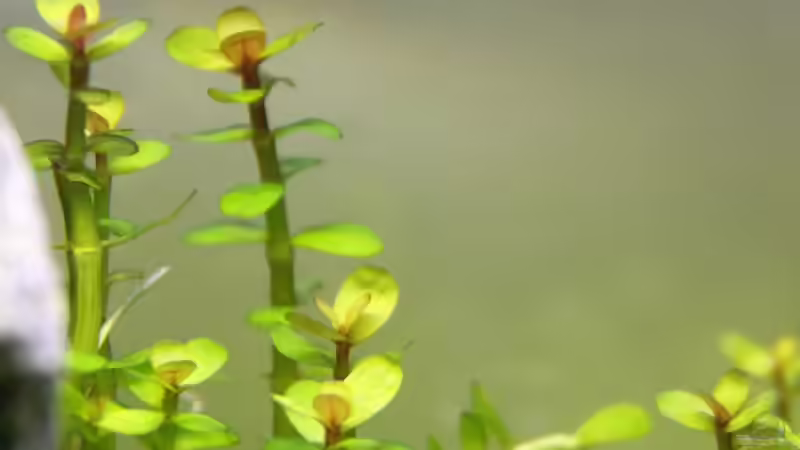 Pflanzen im Aquarium Death Valley von Trimmy (2)