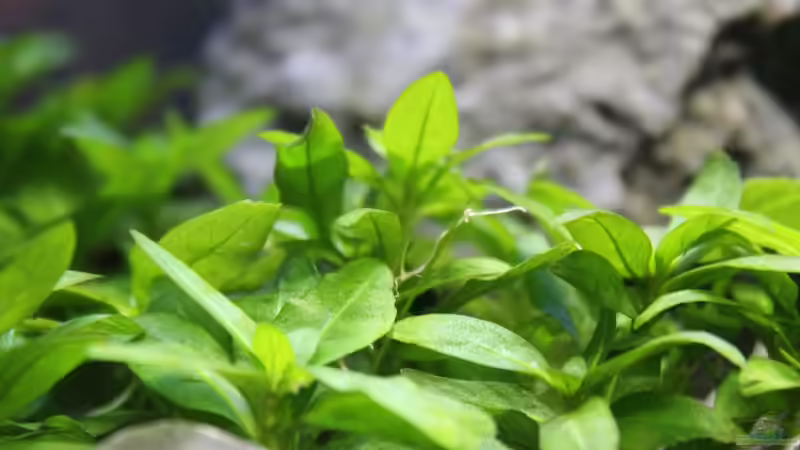 Pflanzen im Aquarium Death Valley von Trimmy (4)