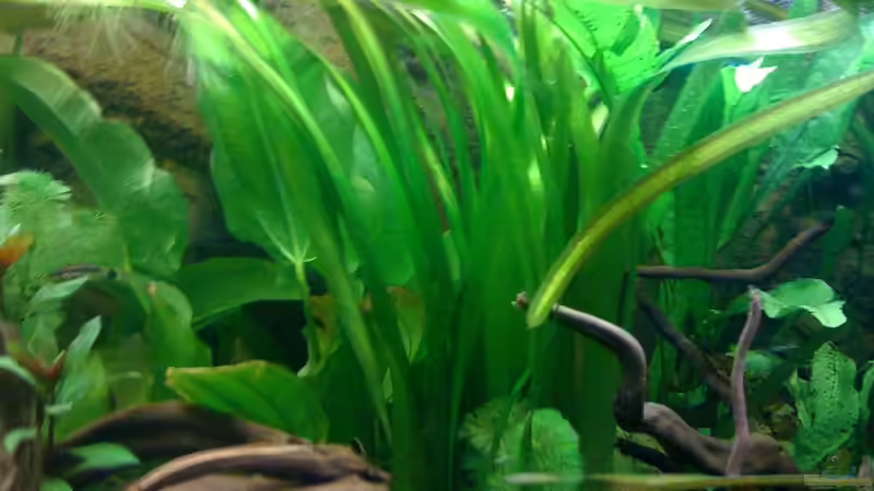 Pflanzen im Aquarium Deep Amazonas von Björn Berg (5)