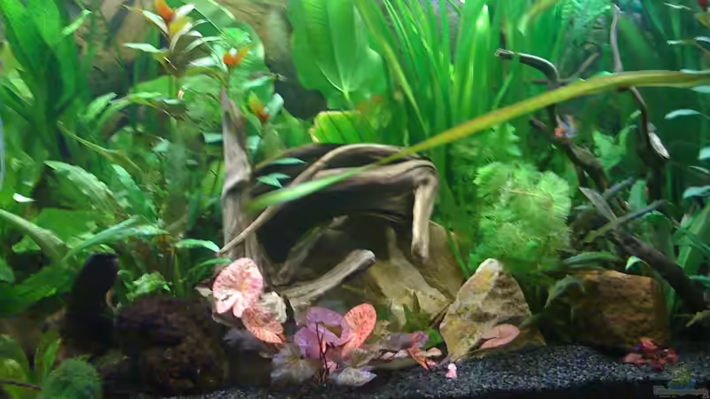 Pflanzen im Aquarium Deep Amazonas von Björn Berg (6)