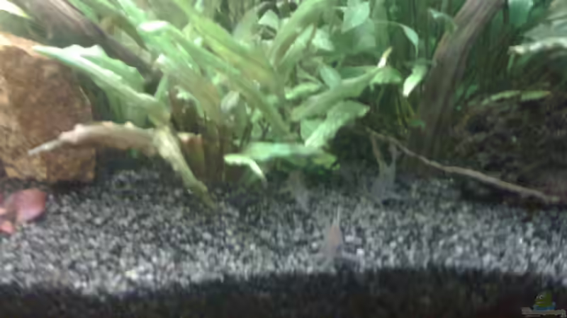 Pflanzen im Aquarium Deep Amazonas von Björn Berg (7)