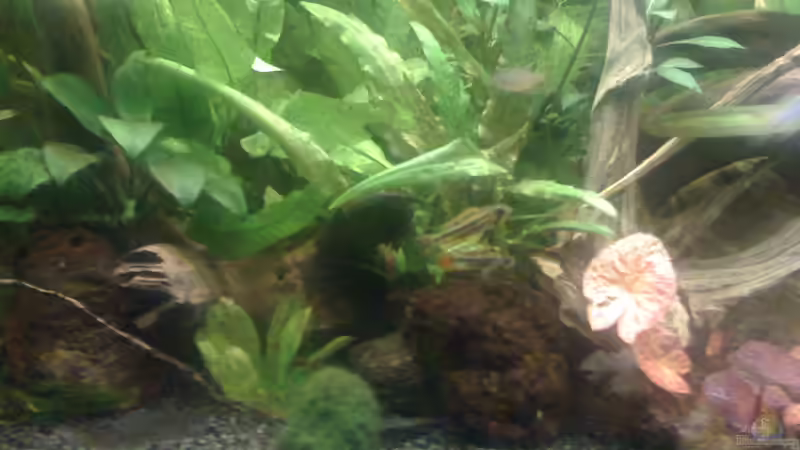 Pflanzen im Aquarium Deep Amazonas von Björn Berg (8)