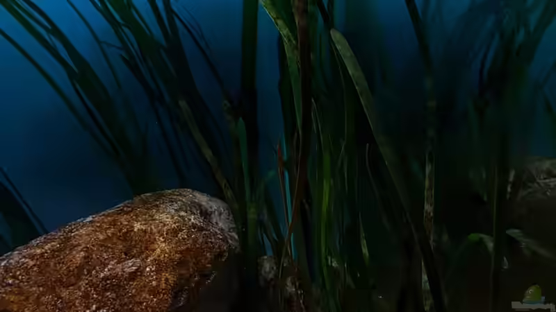 Pflanzen im Aquarium Deep Blue Malawi von Limited (2)