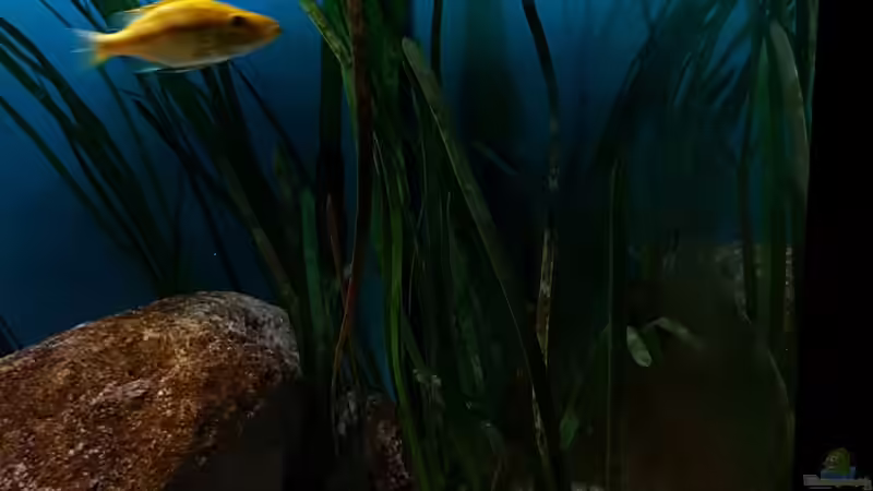 Pflanzen im Aquarium Deep Blue Malawi von Limited (3)