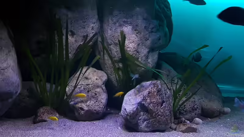 Pflanzen im Aquarium Deep Blue Malawi von Limited (6)