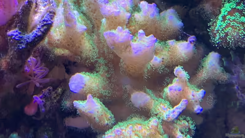 Pflanzen im Aquarium Delta-Becken von Andreas Stiller (14)