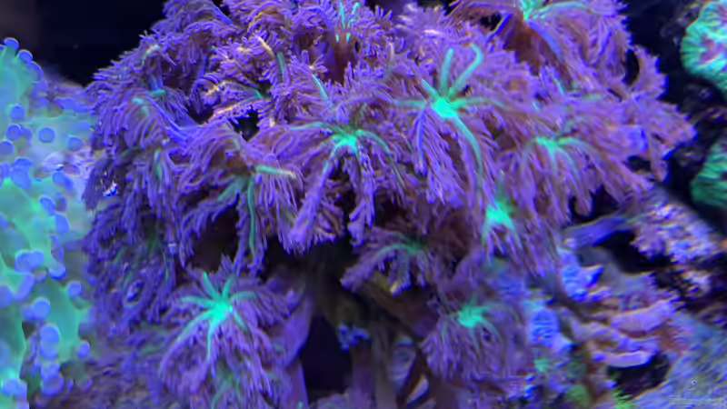 Pflanzen im Aquarium Delta-Becken von Andreas Stiller (15)