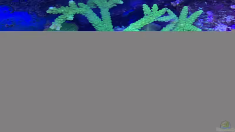 Pflanzen im Aquarium Delta-Becken von Andreas Stiller (17)