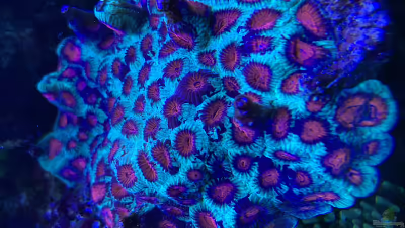 Pflanzen im Aquarium Delta-Becken von Andreas Stiller (21)