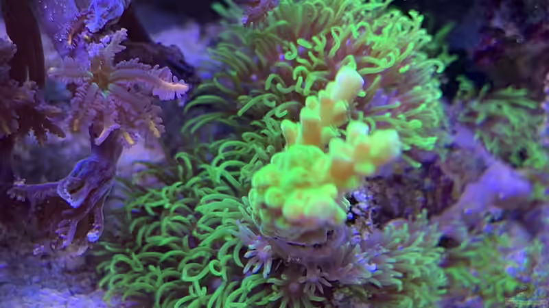 Pflanzen im Aquarium Delta-Becken von Andreas Stiller (23)