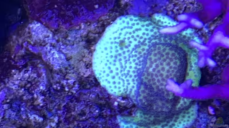 Pflanzen im Aquarium Delta-Becken von Andreas Stiller (24)