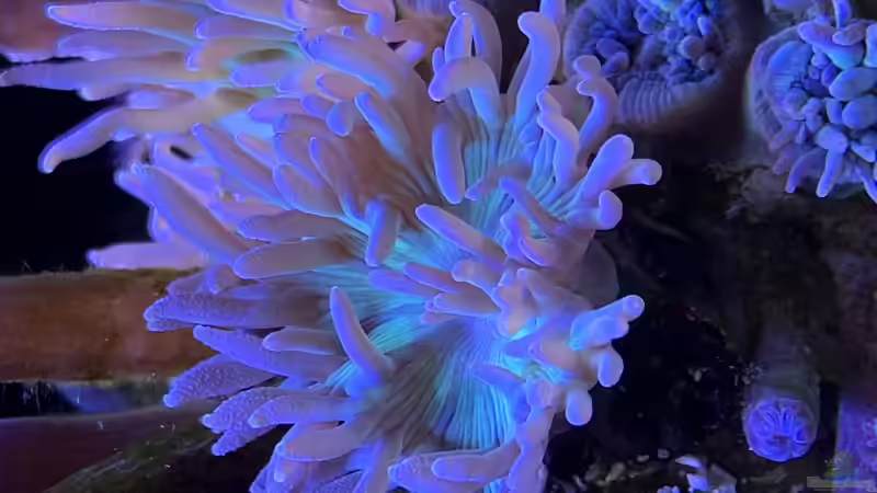 Pflanzen im Aquarium Delta-Becken von Andreas Stiller (25)