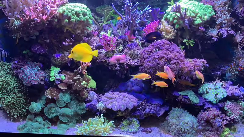 Pflanzen im Aquarium Delta-Becken von Andreas Stiller (26)