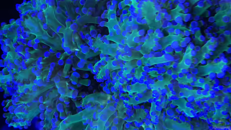 Pflanzen im Aquarium Delta-Becken von Andreas Stiller (28)