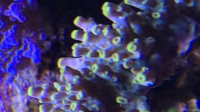 Pflanzen im Aquarium Delta-Becken von Andreas Stiller (29)