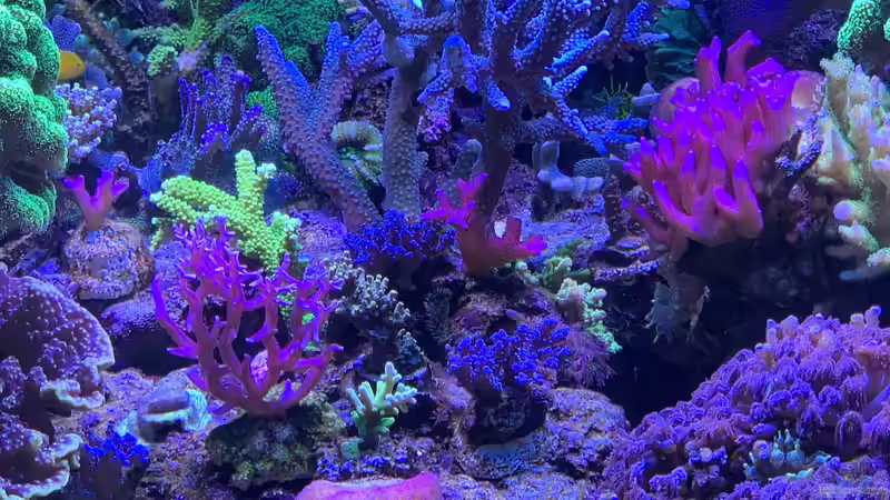 Pflanzen im Aquarium Delta-Becken von Andreas Stiller (30)