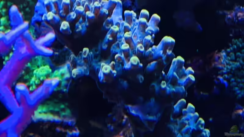 Pflanzen im Aquarium Delta-Becken von Andreas Stiller (31)