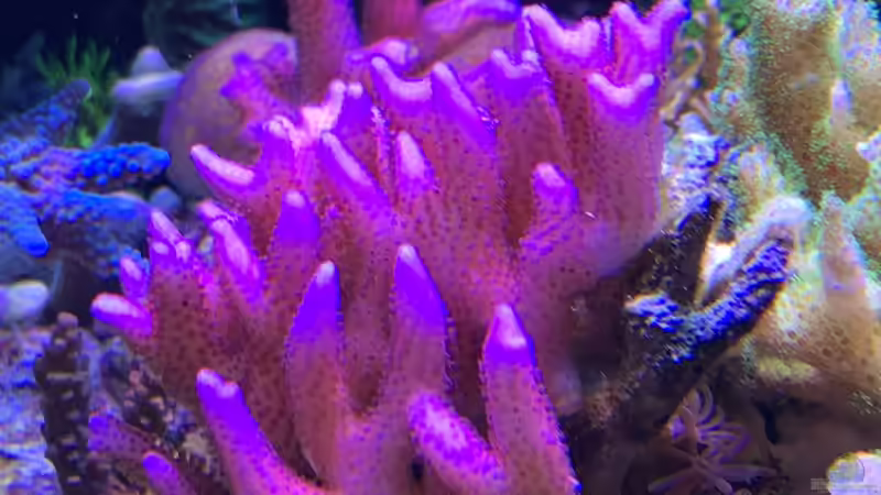 Pflanzen im Aquarium Delta-Becken von Andreas Stiller (32)