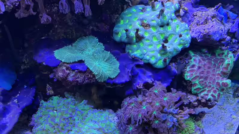 Pflanzen im Aquarium Delta-Becken von Andreas Stiller (33)