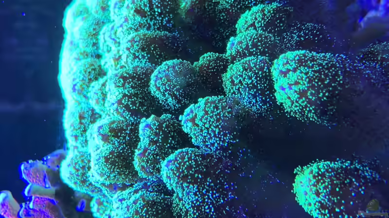 Pflanzen im Aquarium Delta-Becken von Andreas Stiller (37)