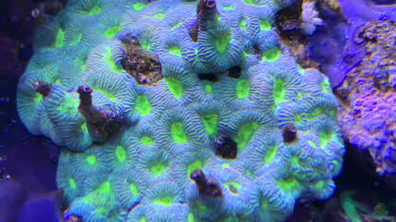 Pflanzen im Aquarium Delta-Becken von Andreas Stiller (38)