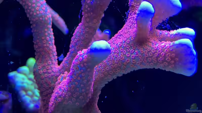 Pflanzen im Aquarium Delta-Becken von Andreas Stiller (40)