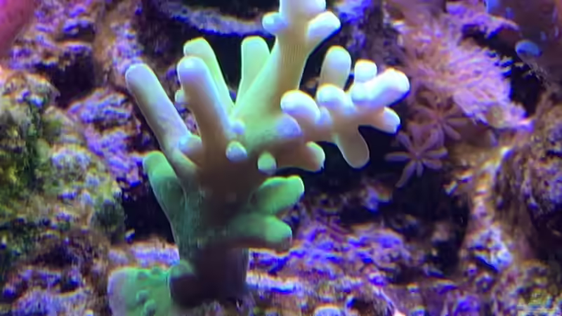 Pflanzen im Aquarium Delta-Becken von Andreas Stiller (41)