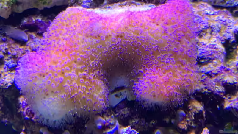 Pflanzen im Aquarium Delta-Becken von Andreas Stiller (42)