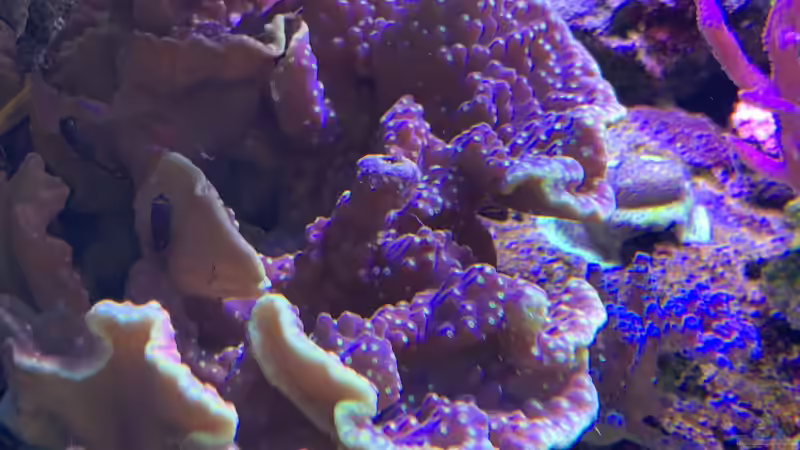 Pflanzen im Aquarium Delta-Becken von Andreas Stiller (45)