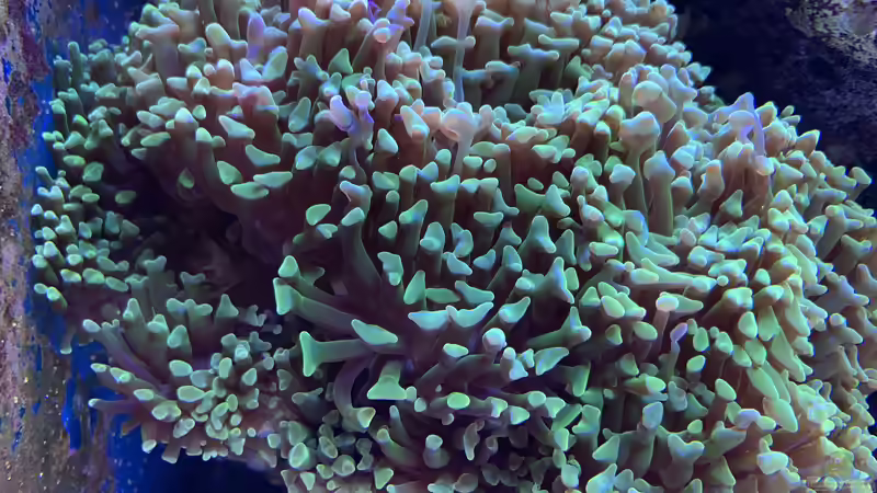 Pflanzen im Aquarium Delta-Becken von Andreas Stiller (46)