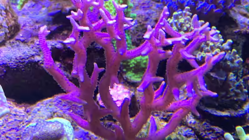 Pflanzen im Aquarium Delta-Becken von Andreas Stiller (48)