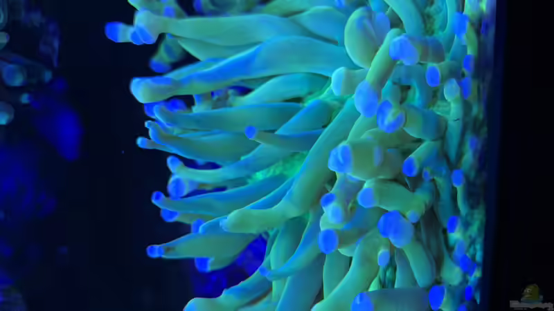 Pflanzen im Aquarium Delta-Becken von Andreas Stiller (52)