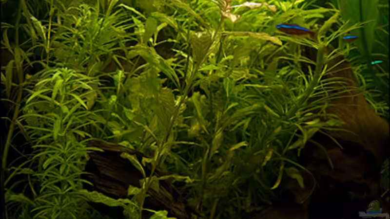 Pflanzen im Aquarium Deltabecken von Olli (5)