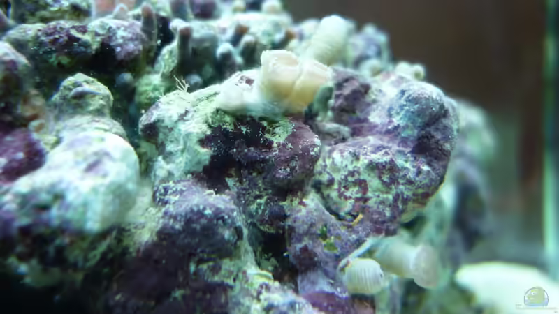 Pflanzen im Aquarium Dennerele Nano Marinus Cube von Tom K. (2)