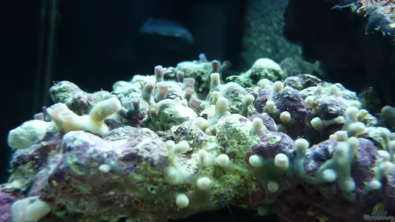 Pflanzen im Aquarium Dennerele Nano Marinus Cube von Tom K. (3)