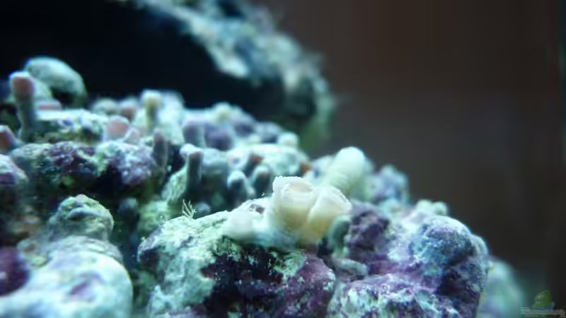 Pflanzen im Aquarium Dennerele Nano Marinus Cube von Tom K. (5)