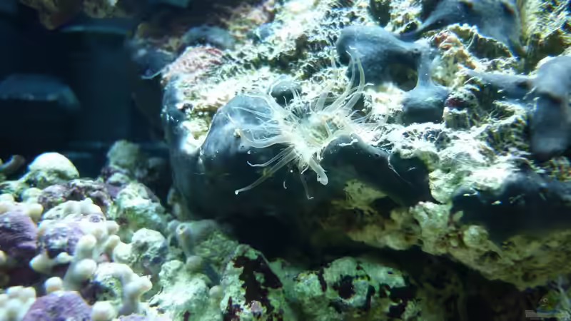 Pflanzen im Aquarium Dennerele Nano Marinus Cube von Tom K. (6)