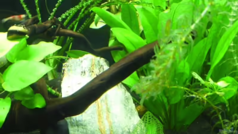 Pflanzen im Aquarium Dennerle 30 (Nur noch als Beispiel) von Buschi (5)